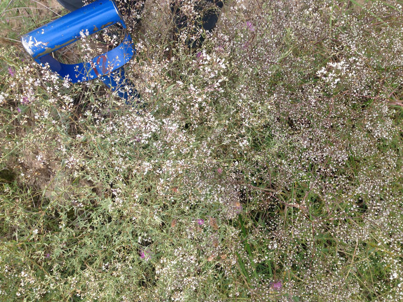 Baby's breath flowers are Invasive to Michigan native plants
