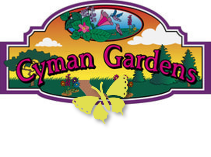 Cyman Gardens, yellow butterfly