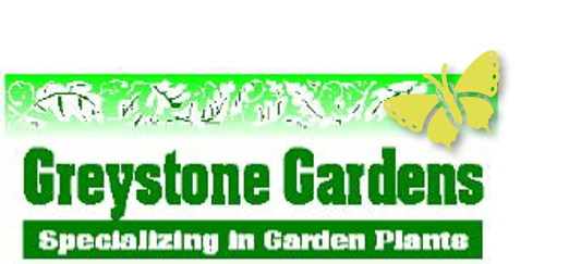 Greystone Gardens, yellow butterfly